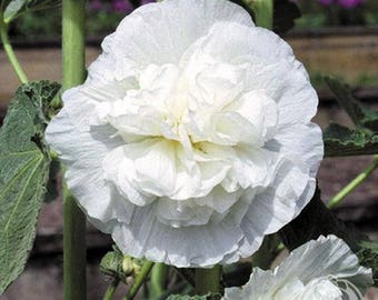 25+   HOLLYHOCK  WHITE DOUBLE  Chaters  Alcea Rosea  Tall  Perennial  Flower Seeds