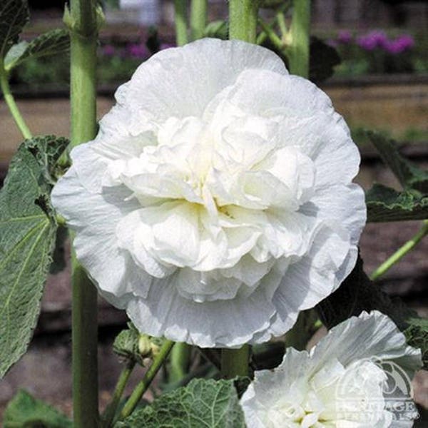 40+   HOLLYHOCK  WHITE DOUBLE  Chaters  Alcea Rosea  Tall  Perennial  Flower Seeds