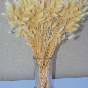 120 BUNNY TAILS Lagurus Hare's Tale Annual Long Lasting Ornamental Grass Flower Seeds image 4