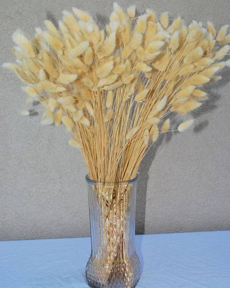 120 BUNNY TAILS Lagurus Hare's Tale Annual Long Lasting Ornamental Grass Flower Seeds image 4
