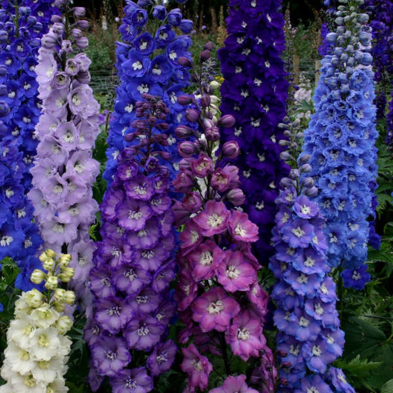 25 DELPHINIUM GIANT PACIFIC Mix True 6 Ft Perennial Etsy