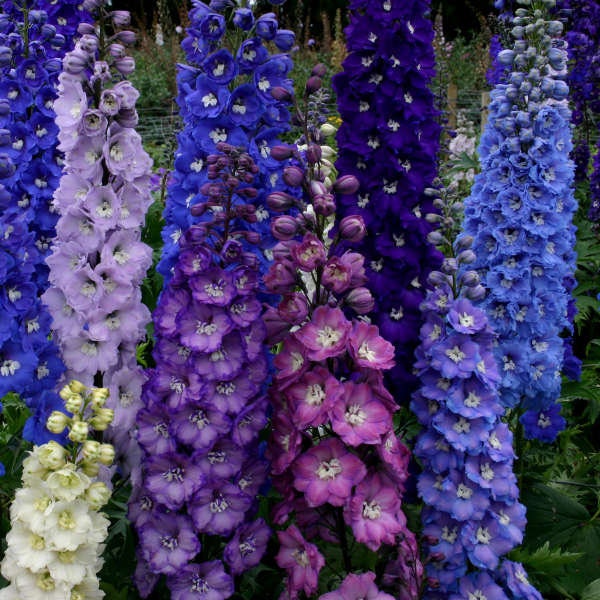 DELPHINIUM  GIANT PACIFICA SUMMER SKIES 5-6 FT PERENNIAL FLOWER SEEDS 25 