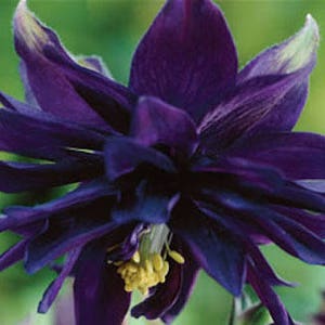 30 COLUMBINE BLACK BARLOW, Aquilegia Perennial Shade or Sun Deer & Rabbit Resistant Flower Seeds image 2