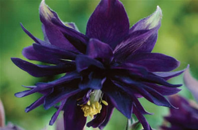 30 COLUMBINE BLACK BARLOW, Aquilegia Perennial Shade or Sun Deer & Rabbit Resistant Flower Seeds image 2