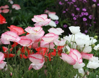 80+  POPPY FALLING in LOVE Papaver Rhoeas / Annual to Perennial / Easy  Deer Resistant Flower Seeds