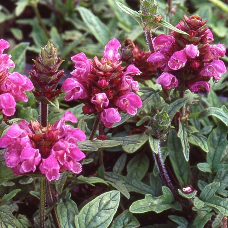 60 GROUND COVER PRUNELLA Grandiflora Pagoda Perennial Shade Blooming Flower Seeds image 4