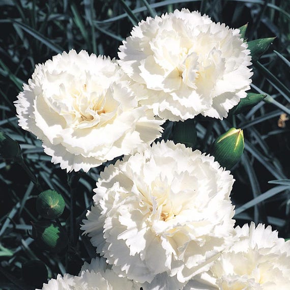 Perennial Flower Seeds White Grenadin Carnation Dianthus 30