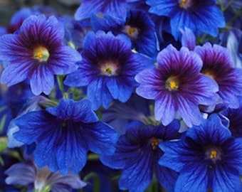 60+  Painted Tongue Salpiglossis Kew Blue DEER RESISTANT  ANNUAL  Flower Seeds