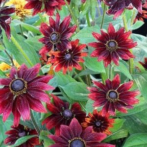 20 RUDBECKIA CHERRY BRANDY / Rabbit & Deer Resistant / Perennial Flower Seeds image 2