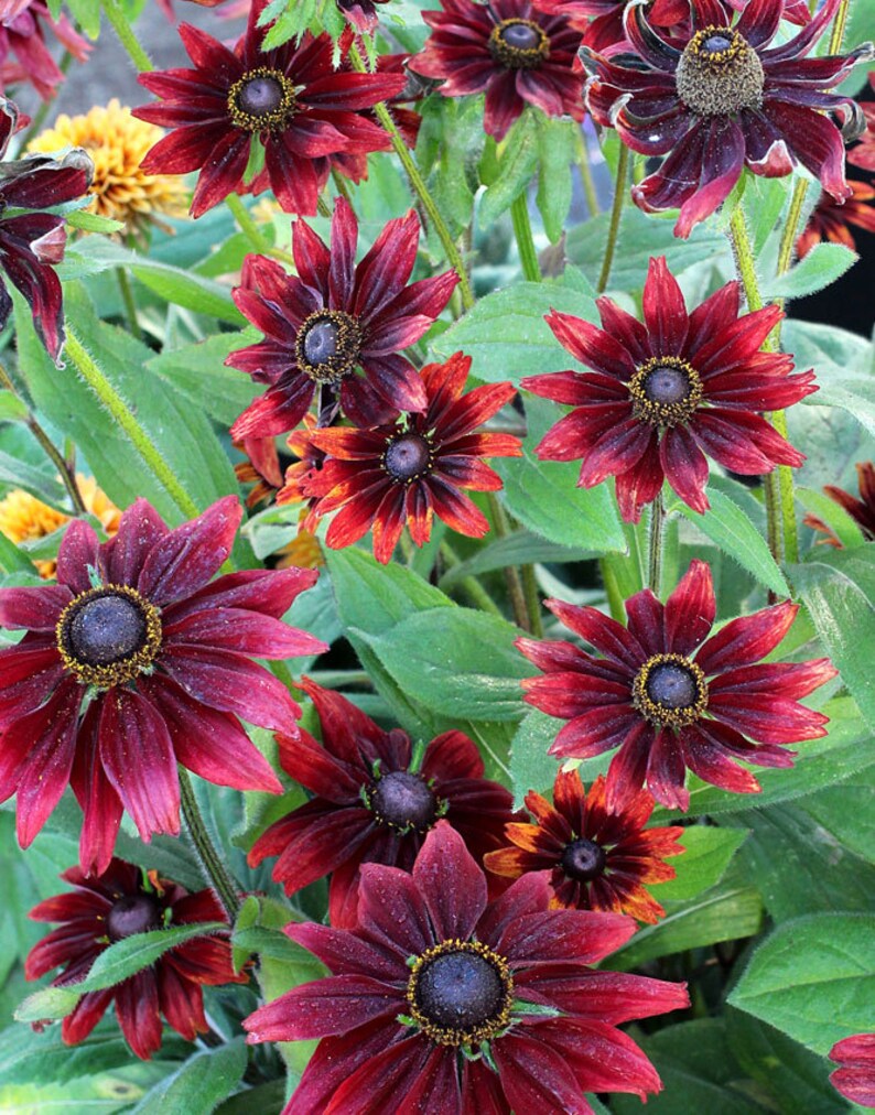 20 RUDBECKIA CHERRY BRANDY / Rabbit & Deer Resistant / Perennial Flower Seeds image 2