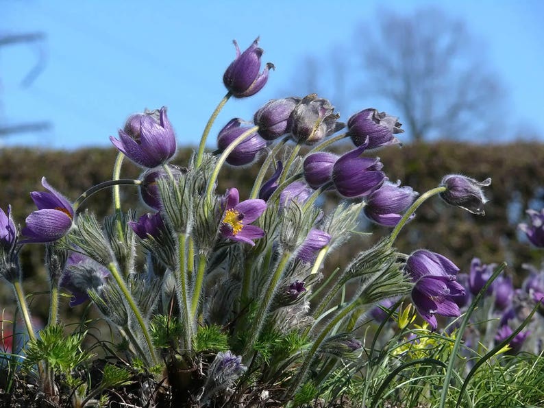 25 ANEMONE PULSATILLA VIOLET PERENNIAL DEER RABBIT RESIST FLOWER SEEDS PASQUE