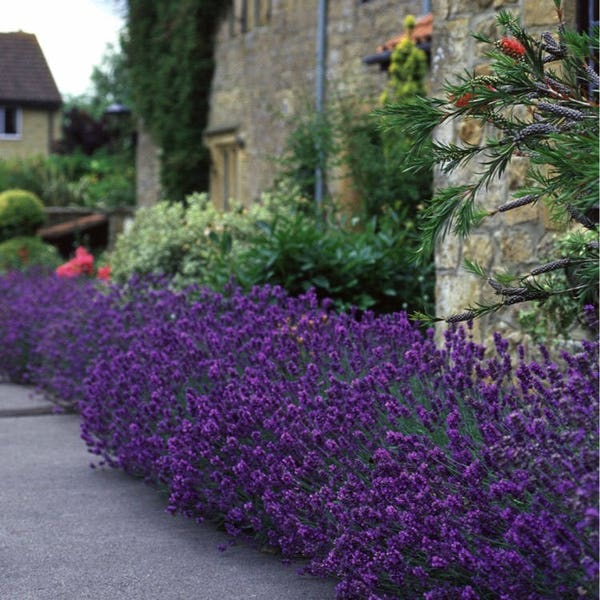 60+   LAVENDER MUNSTEAD   Angustifolia aka English  / PRIMED  Mosquito Repellent  Flower Seeds