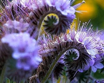 80+   FIDDLENECK LACY PHACELIA Lavender Bee and Beneficial Insect Attractor Wildflower Seeds