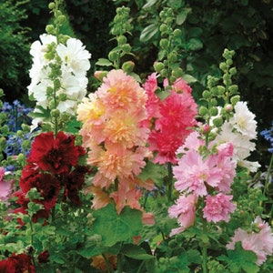 30+  HOLLYHOCK  QUEENY Mix  -DWARF  First Year Bloom   Deer Resistant  Perennial Flower Seeds