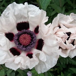 25+   POPPY PAPAVER ORIENTALE Checkers  White and Black  Deer Resistant Perennial Flower Seeds