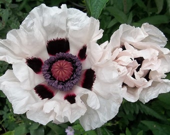 25+   POPPY PAPAVER ORIENTALE Checkers  White and Black  Deer Resistant Perennial Flower Seeds