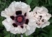 25+   POPPY PAPAVER ORIENTALE Checkers  White and Black  Deer Resistant Perennial Flower Seeds 