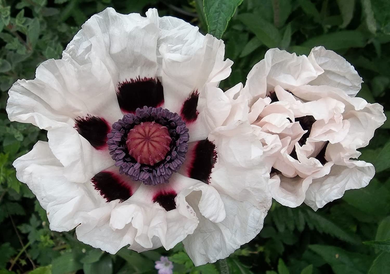 25 POPPY PAPAVER ORIENTALE Checkers White and Black Deer Resistant  Perennial Flower Seeds - Etsy