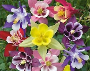 30+  COLUMBINE AQUILEGIA McKana's Giant Mix , PERENNIAL Deer Resistant Flower Seeds