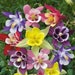 see more listings in the Columbine - Aquilegia section