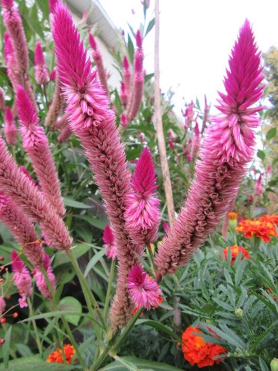 ANNUAL BUTTERFLY MAGNET 30+ CELOSIA CRAMERS/' AMAZON FLOWER SEEDS VERY TALL
