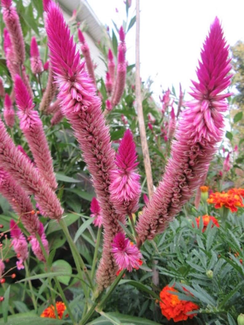 30 CELOSIA CRAMERS' AMAZON / Huge Tall Annual Etsy