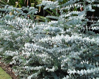 10+  EUCALYPTUS PULVERULENTA BLUE Spiral, Canes to start, Fragrant Tree or Bush Seeds