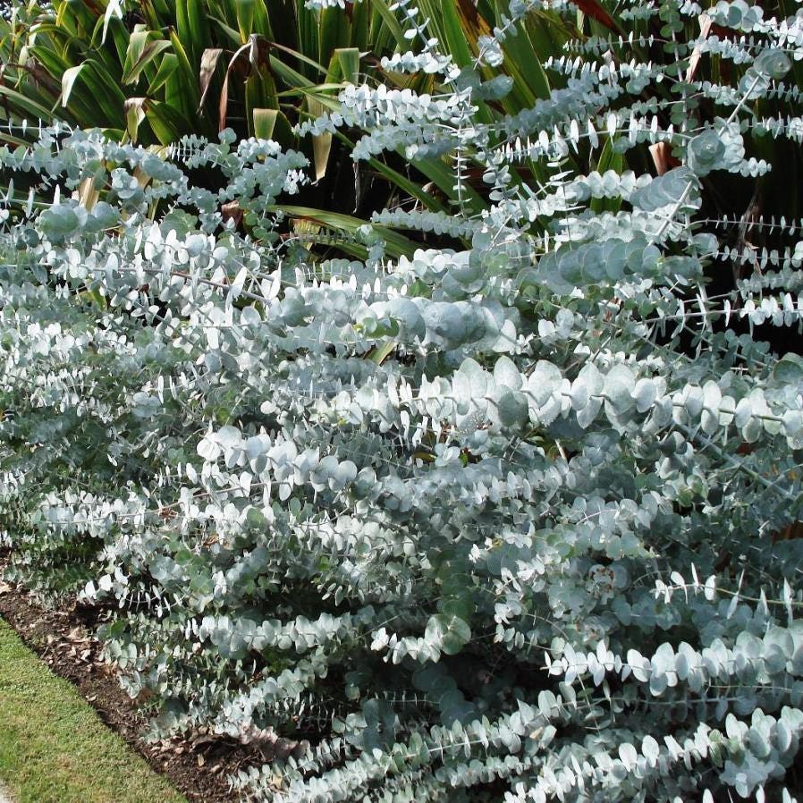 10+ EUCALYPTUS PULVERULENTA BLUE Spiral, Canes to start, Fragrant Tree or Bush Seeds