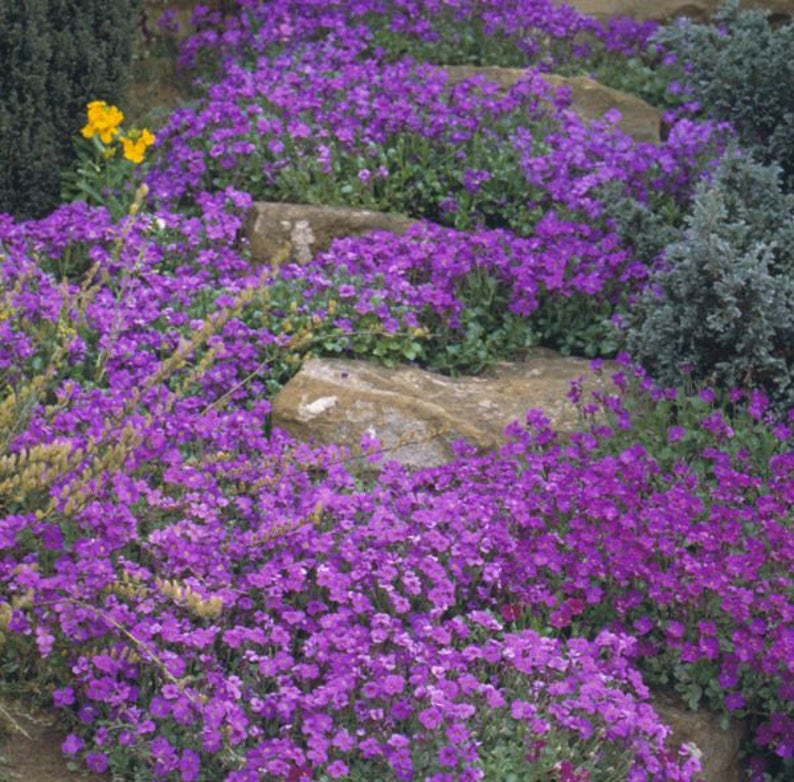 80 AUBRIETA CASCADE PURPLE Rock Cress Perennial Fragrant Deer Resistant Ground Cover Flower Seeds image 3