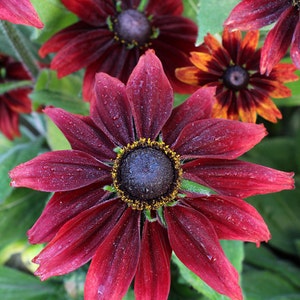 20 RUDBECKIA CHERRY BRANDY / Rabbit & Deer Resistant / Perennial Flower Seeds image 4