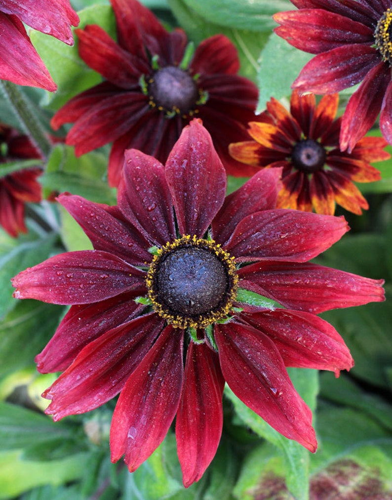 20 RUDBECKIA CHERRY BRANDY / Rabbit & Deer Resistant / Perennial Flower Seeds image 4