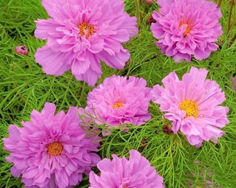 25+  COSMOS PINK ROSE BonBon Double Bipinnatus, Easy Fast Annual Flower Seeds