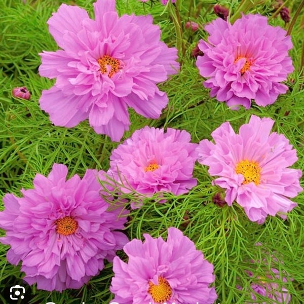25+  COSMOS PINK ROSE BonBon Double Bipinnatus, Easy Fast Annual Flower Seeds
