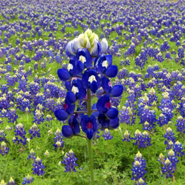 40+  TEXAS BLUEBONNET, Lupinus Texensis / Perennial Hardy Perennial  Flower Seeds