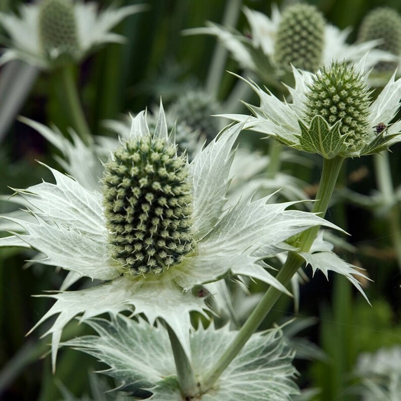10 Sea Holly WHITE GLITTER Metallic Shine Eryngium / Etsy Australia