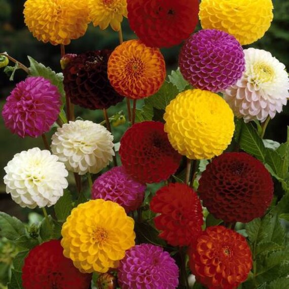 Flower seeds DAHLIA POMPON MIX Flower seeds DAHLIA POMPON MIX