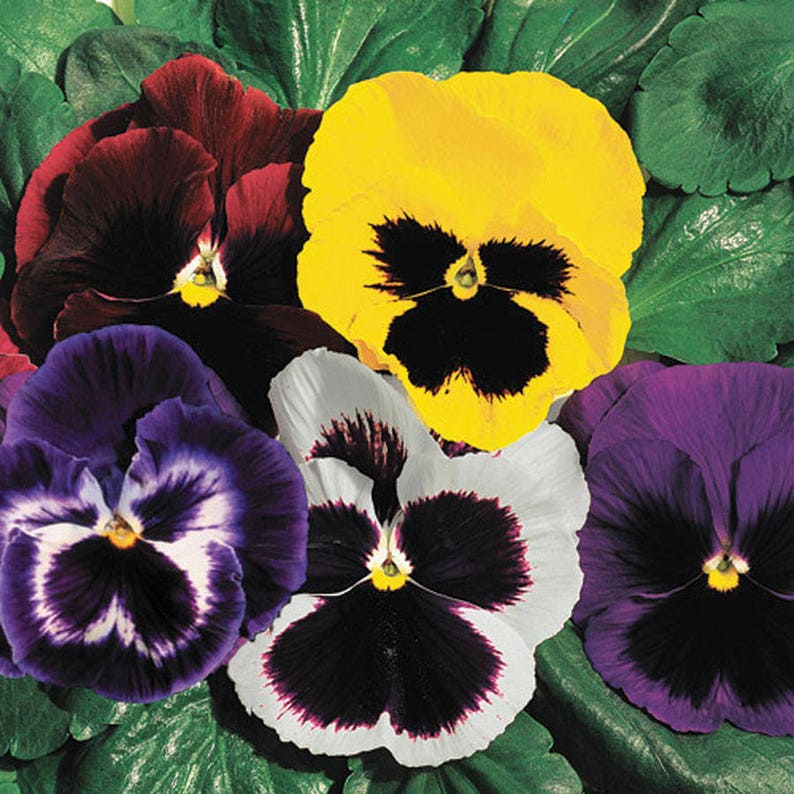 50 PANSY SWISS GIANT Mix aka Viola Edible Hardy Cool Weather Flower Seeds image 1