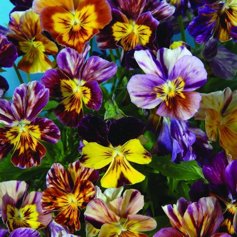 25 VIOLA RARE Brush Strokes aka Pansy & Violets / Edible Etsy