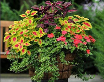 50+  COLEUS RAINBOW MIX   Shade Loving Indoor or Outdoor Plant  Flower Seed