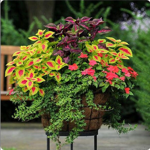 50+  COLEUS RAINBOW MIX   Shade Loving Indoor or Outdoor Plant  Flower Seed