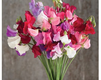 25+  SWEET PEA VINE Lathyrus Odoratus /  Most Fragrant Fast Annual to Perennial Flower Seeds