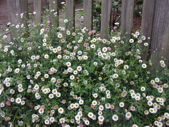 30 GROUND COVER PERENNIAL// EASY ERIGERON SANTA BARBARA DAISY FLOWER SEEDS