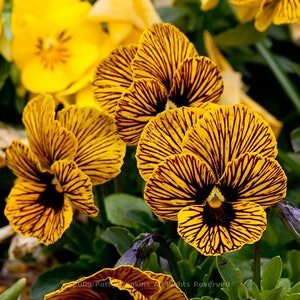 40+   VIOLA TIGER EYE Yellow /  Edible Violet Pansy,  Houseplant, Cool Weather Perennial  Flower Seeds