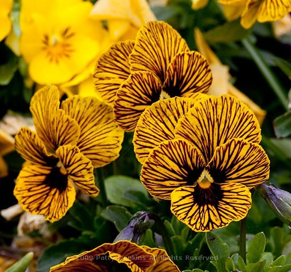 20 VIOLA TIGER EYE Amarillo / Violeta comestible Pensamiento - Etsy México