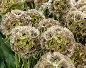 50+  STARFLOWER Drumstick, Scabiosa Perennial Flower Seeds