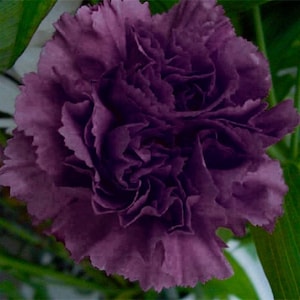 30+   CARNATION  King of The Blacks Deep Purple  Fragrant  Perennial  Hardy Flower Seeds