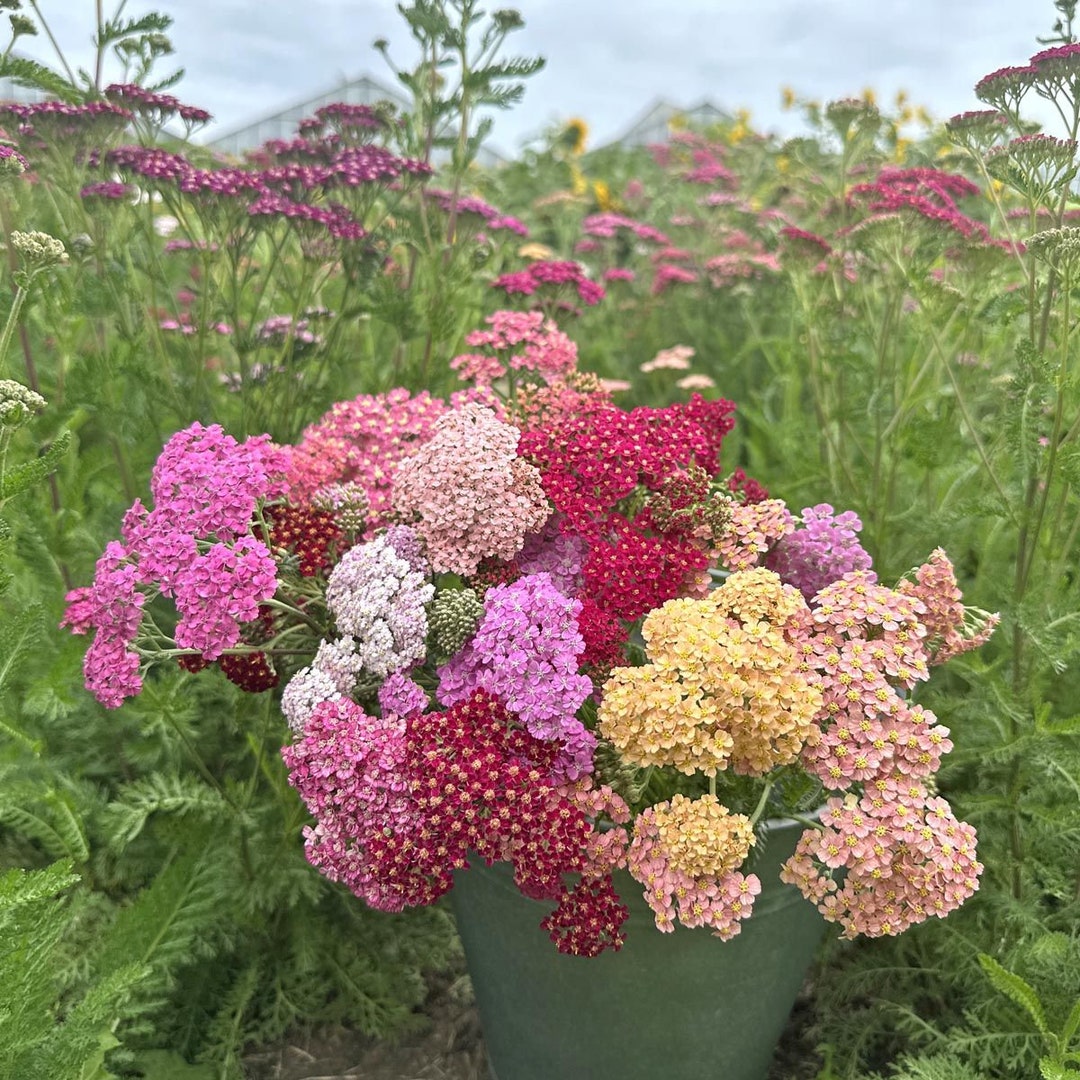 50 YARROW FRUIT BOWL, Achillea Millefolium Perennial Easy Flower Seeds