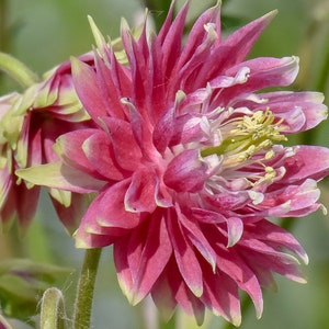 30+  COLUMBINE Aquilegia Nora Barlow  / Perennial Shade or Sun / Deer & Rabbit  Resistant Flower Seeds