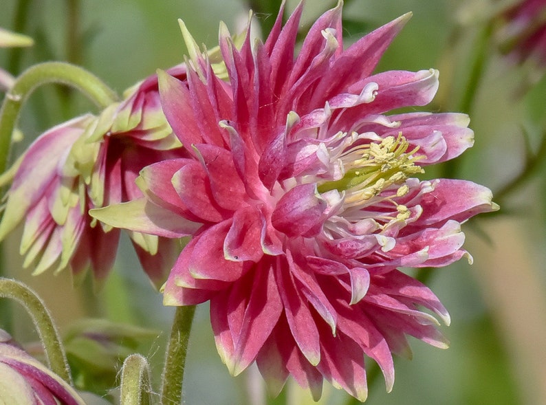 30 Aquilegia NORA BARLOW COLUMBINE / Perennial Shade or