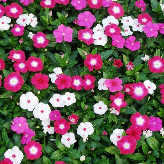 Vinca Seeds 50 Seeds Vinca Sunstorm Deep Orchid Annual Seeds Home & Garden Seeds & Bulbs
